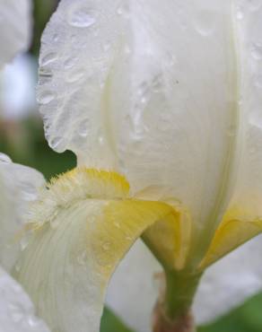 Fotografia 5 da espécie Iris albicans no Jardim Botânico UTAD
