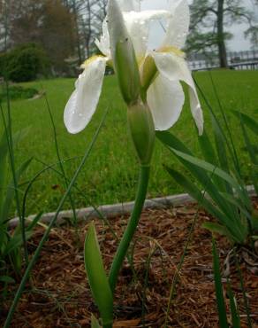 Fotografia 6 da espécie Iris albicans no Jardim Botânico UTAD