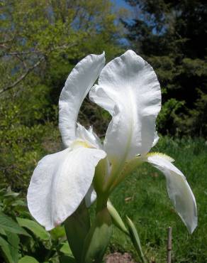 Fotografia 1 da espécie Iris albicans no Jardim Botânico UTAD