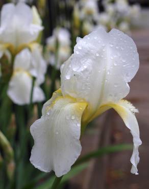 Fotografia 7 da espécie Iris albicans no Jardim Botânico UTAD
