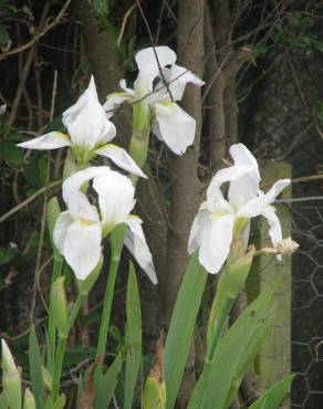 Fotografia 8 da espécie Iris albicans no Jardim Botânico UTAD
