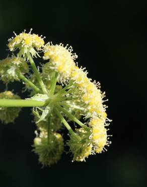 Fotografia 5 da espécie Levisticum officinale no Jardim Botânico UTAD