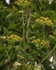 Fotografia da espécie Levisticum officinale