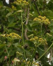 Fotografia da espécie Levisticum officinale