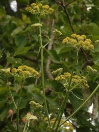 Fotografia da espécie Levisticum officinale