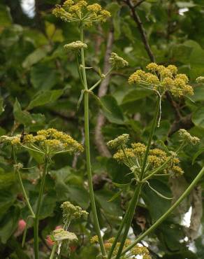 Fotografia 1 da espécie Levisticum officinale no Jardim Botânico UTAD