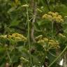 Fotografia 1 da espécie Levisticum officinale do Jardim Botânico UTAD