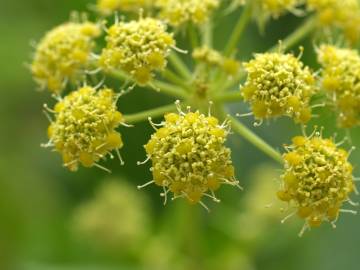 Fotografia da espécie Levisticum officinale