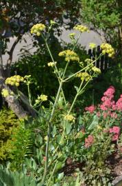 Fotografia da espécie Levisticum officinale