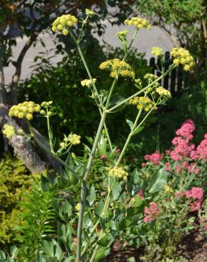 Fotografia 8 da espécie Levisticum officinale no Jardim Botânico UTAD