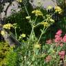 Fotografia 8 da espécie Levisticum officinale do Jardim Botânico UTAD