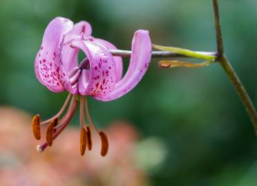 Fotografia da espécie Lilium martagon