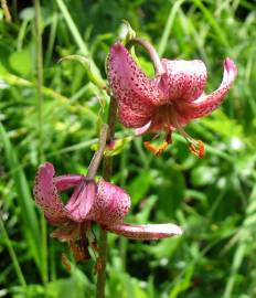 Fotografia da espécie Lilium martagon