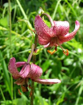 Fotografia 1 da espécie Lilium martagon no Jardim Botânico UTAD