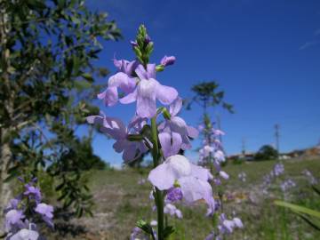 Fotografia da espécie Linaria incarnata