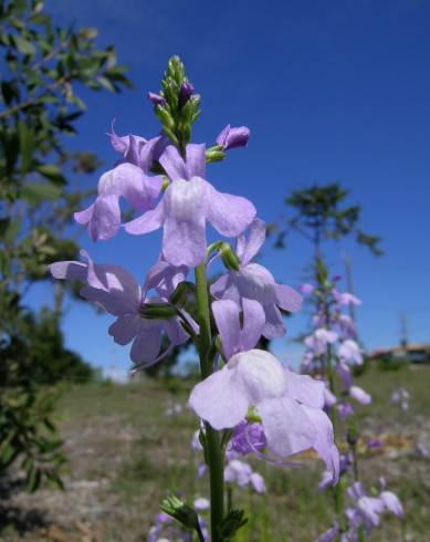 Fotografia de capa Linaria incarnata - do Jardim Botânico