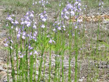 Fotografia da espécie Linaria incarnata