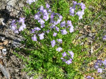 Fotografia da espécie Linaria incarnata