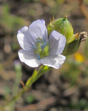 Fotografia 5 da espécie Linum bienne no Jardim Botânico UTAD