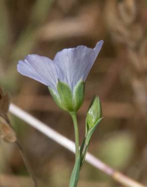 Fotografia 10 da espécie Linum bienne no Jardim Botânico UTAD