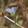 Fotografia 10 da espécie Linum bienne do Jardim Botânico UTAD