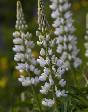 Fotografia 4 da espécie Lupinus albus no Jardim Botânico UTAD