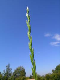 Fotografia da espécie Lolium perenne