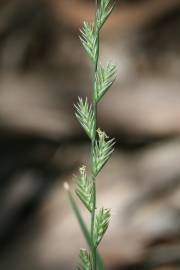 Fotografia da espécie Lolium perenne