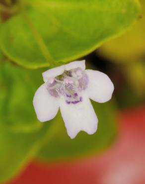 Fotografia 3 da espécie Mentha requienii no Jardim Botânico UTAD