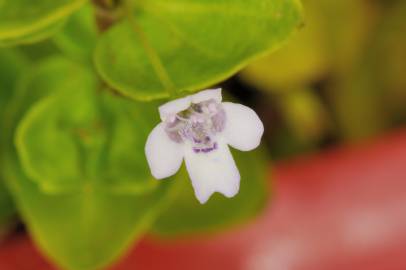 Fotografia da espécie Mentha requienii