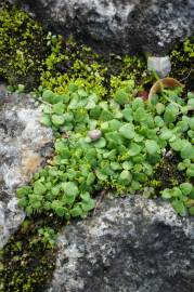 Fotografia da espécie Mentha requienii