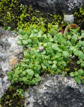 Fotografia 6 da espécie Mentha requienii no Jardim Botânico UTAD