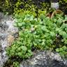 Fotografia 6 da espécie Mentha requienii do Jardim Botânico UTAD