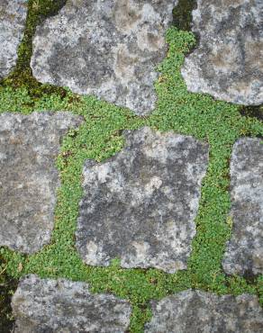 Fotografia 7 da espécie Mentha requienii no Jardim Botânico UTAD