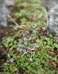 Mentha requienii