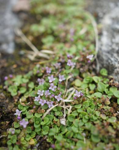 Fotografia de capa Mentha requienii - do Jardim Botânico