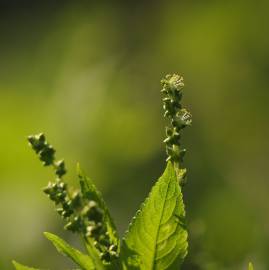 Fotografia da espécie Mercurialis perennis