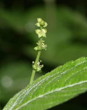 Fotografia 3 da espécie Mercurialis perennis no Jardim Botânico UTAD