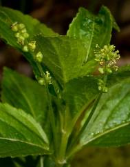 Mercurialis perennis