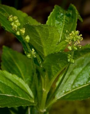 Fotografia 1 da espécie Mercurialis perennis no Jardim Botânico UTAD