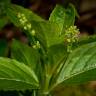 Fotografia 1 da espécie Mercurialis perennis do Jardim Botânico UTAD