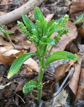 Fotografia 4 da espécie Mercurialis perennis no Jardim Botânico UTAD