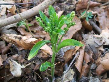 Fotografia da espécie Mercurialis perennis