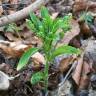 Fotografia 4 da espécie Mercurialis perennis do Jardim Botânico UTAD