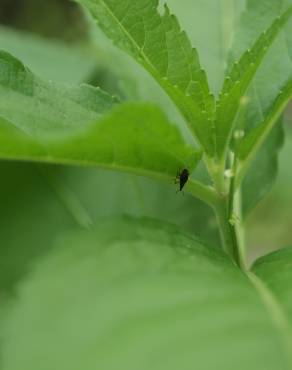 Fotografia 5 da espécie Mercurialis perennis no Jardim Botânico UTAD