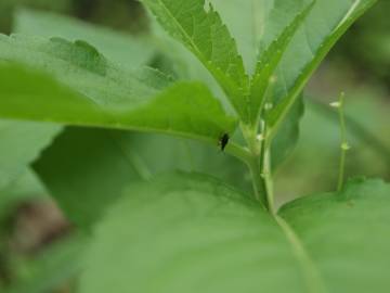 Fotografia da espécie Mercurialis perennis