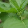 Fotografia 5 da espécie Mercurialis perennis do Jardim Botânico UTAD