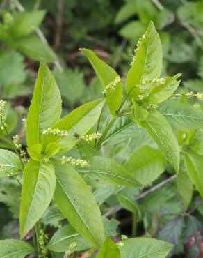 Fotografia 6 da espécie Mercurialis perennis no Jardim Botânico UTAD