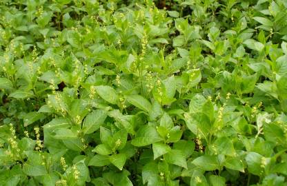 Fotografia da espécie Mercurialis perennis