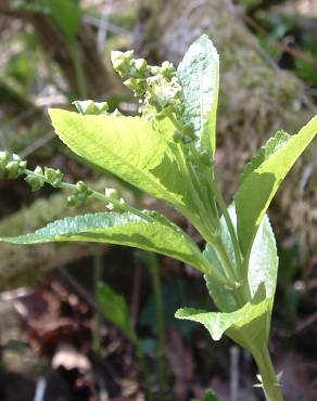 Fotografia 9 da espécie Mercurialis perennis no Jardim Botânico UTAD